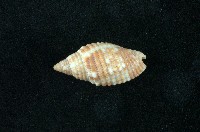 藏品(筆螺)的圖片